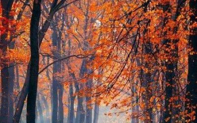 El otoño y el Feng Shui