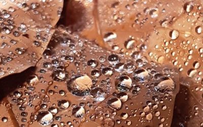 El otoño y su elemento el metal.