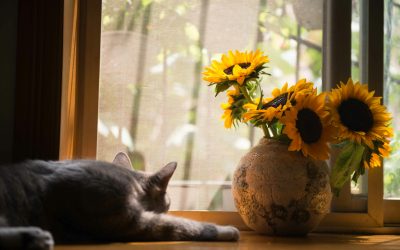 ¿Qué es el Feng Shui?