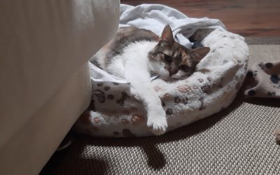 El espacio de nuestros animales