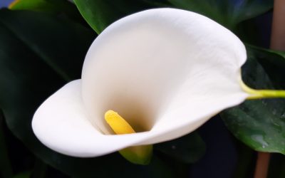 PLANTAS BENEFICIOSAS PARA LA ENTRADA A LA VIVIENDA