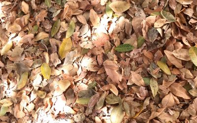 LOS COLORES DEL OTOÑO